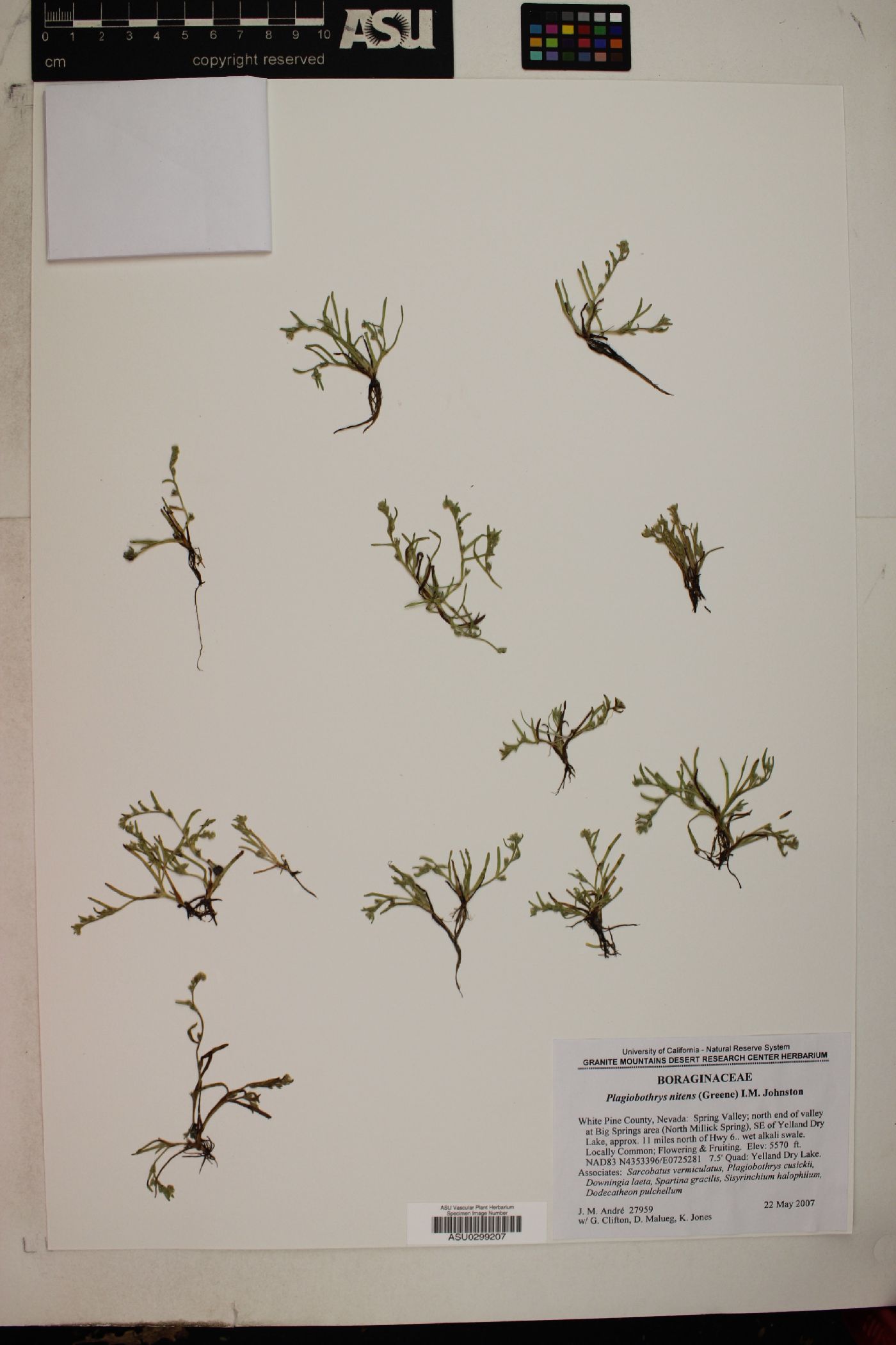 Plagiobothrys nitens image