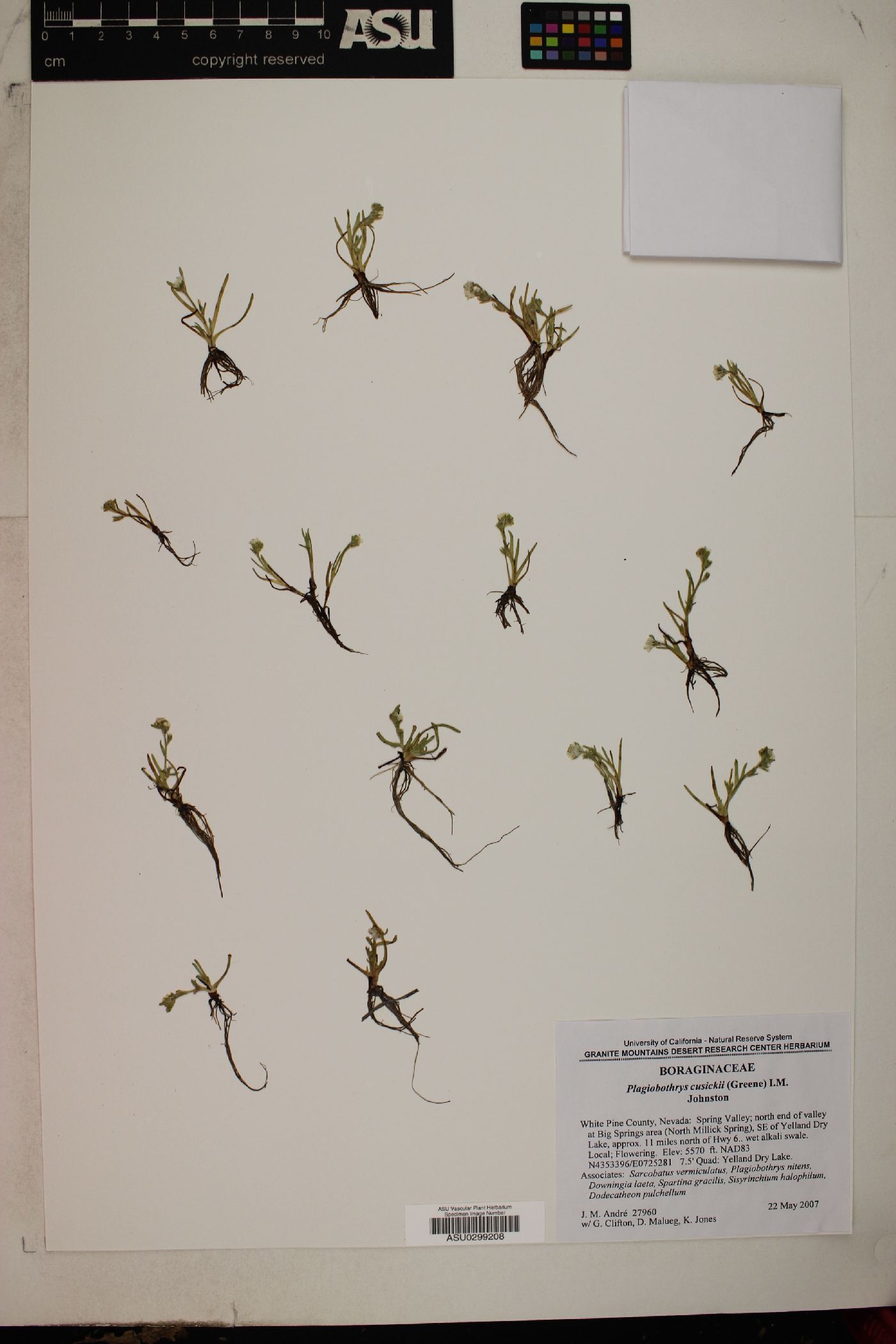 Plagiobothrys cusickii image