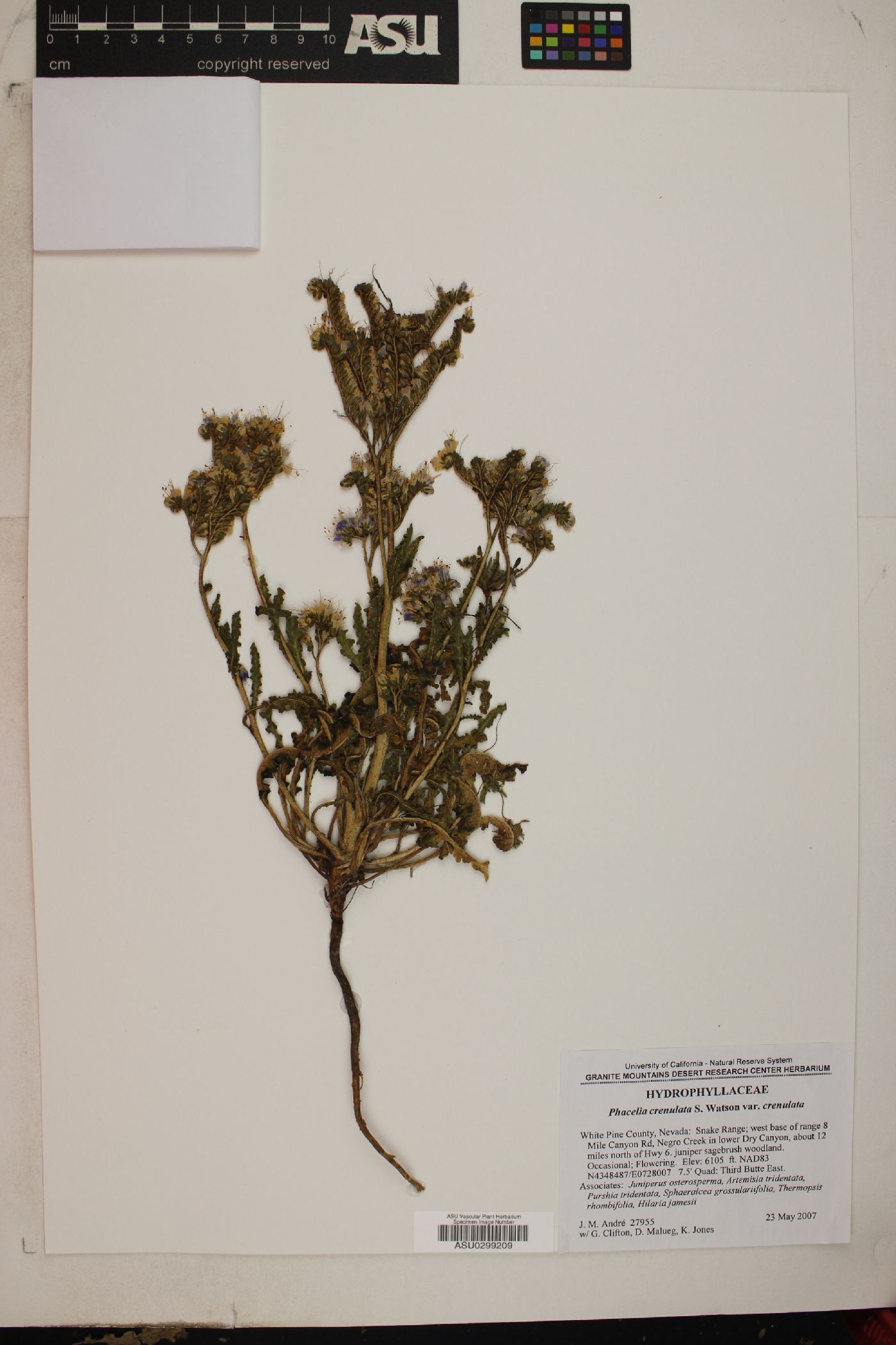 Phacelia crenulata var. crenulata image