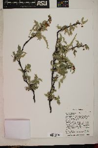 Mahonia haematocarpa image