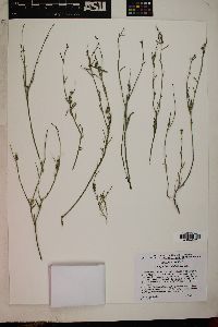 Stillingia linearifolia image