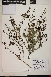 Keckiella antirrhinoides subsp. microphylla image