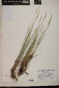 Pseudoroegneria spicata f. spicata image