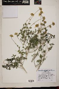 Encelia virginensis image