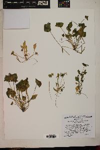 Claytonia parviflora subsp. utahensis image