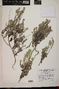 Cryptantha barbigera image