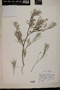 Salix exigua var. hindsiana image