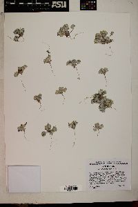 Eriophyllum pringlei image