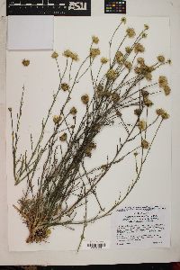 Xanthisma spinulosum var. gooddingii image