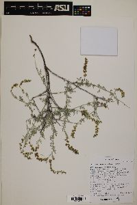 Ambrosia dumosa image