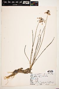 Allium cernuum image