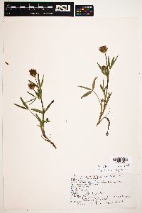 Trifolium longipes image