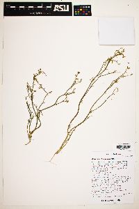 Chorizanthe brevicornu image