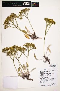 Eriogonum thompsoniae image