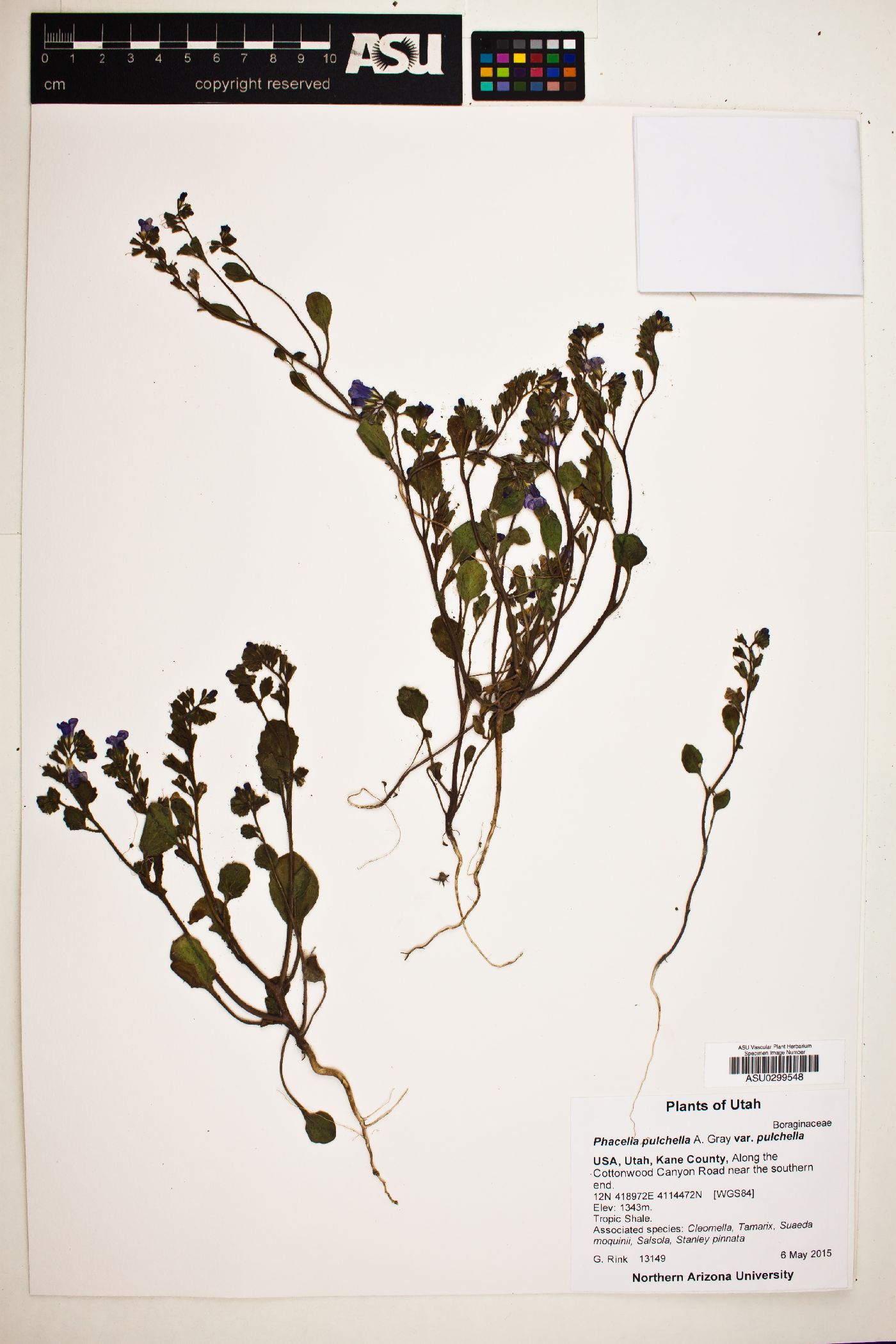 Phacelia pulchella var. pulchella image