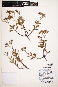 Eriogonum corymbosum image