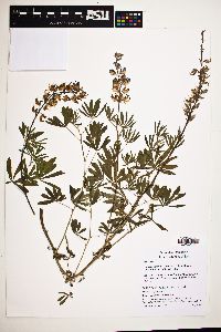 Lupinus latifolius image