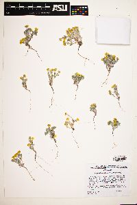 Eriophyllum wallacei image