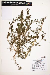Amaranthus powellii image