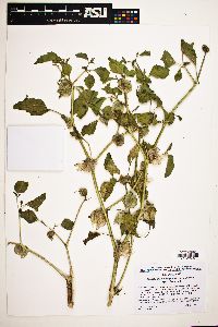 Physalis subulata image