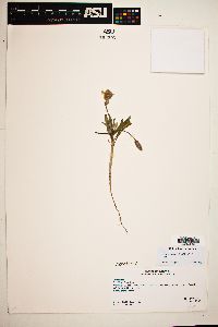 Oenothera californica image