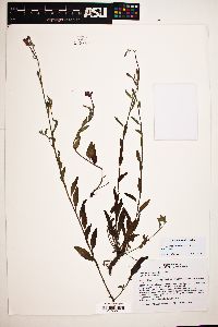 Oenothera platanorum image