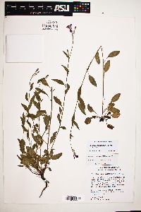Oenothera platanorum image