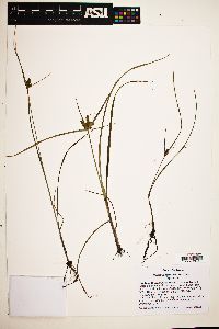 Cyperus fendlerianus image