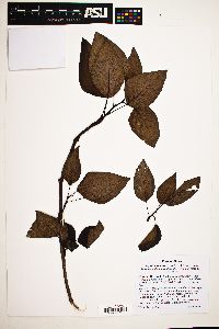 Populus trichocarpa image