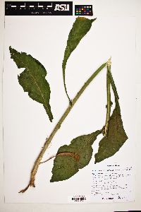 Nicotiana obtusifolia image