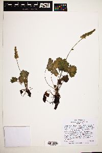 Heuchera bracteata image