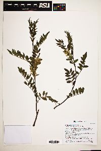 Glycyrrhiza lepidota image