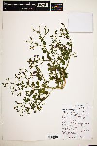 Fagonia barclayana image