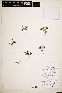 Linanthus bellus image