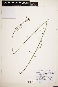 Hesperidanthus linearifolius image