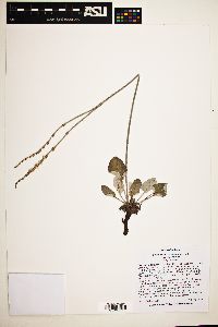 Eriogonum racemosum var. racemosum image
