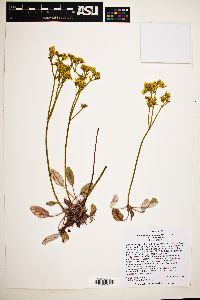Eriogonum thompsoniae var. thompsoniae image