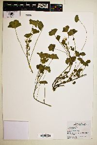 Malva neglecta image