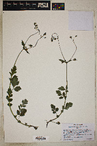 Geum vernum image