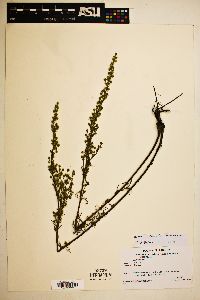 Artemisia carruthii image