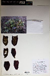 Opuntia littoralis image