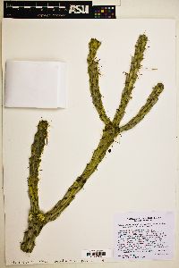 Cylindropuntia californica var. parkeri image