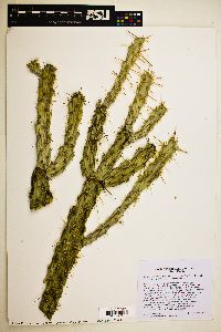 Cylindropuntia californica image