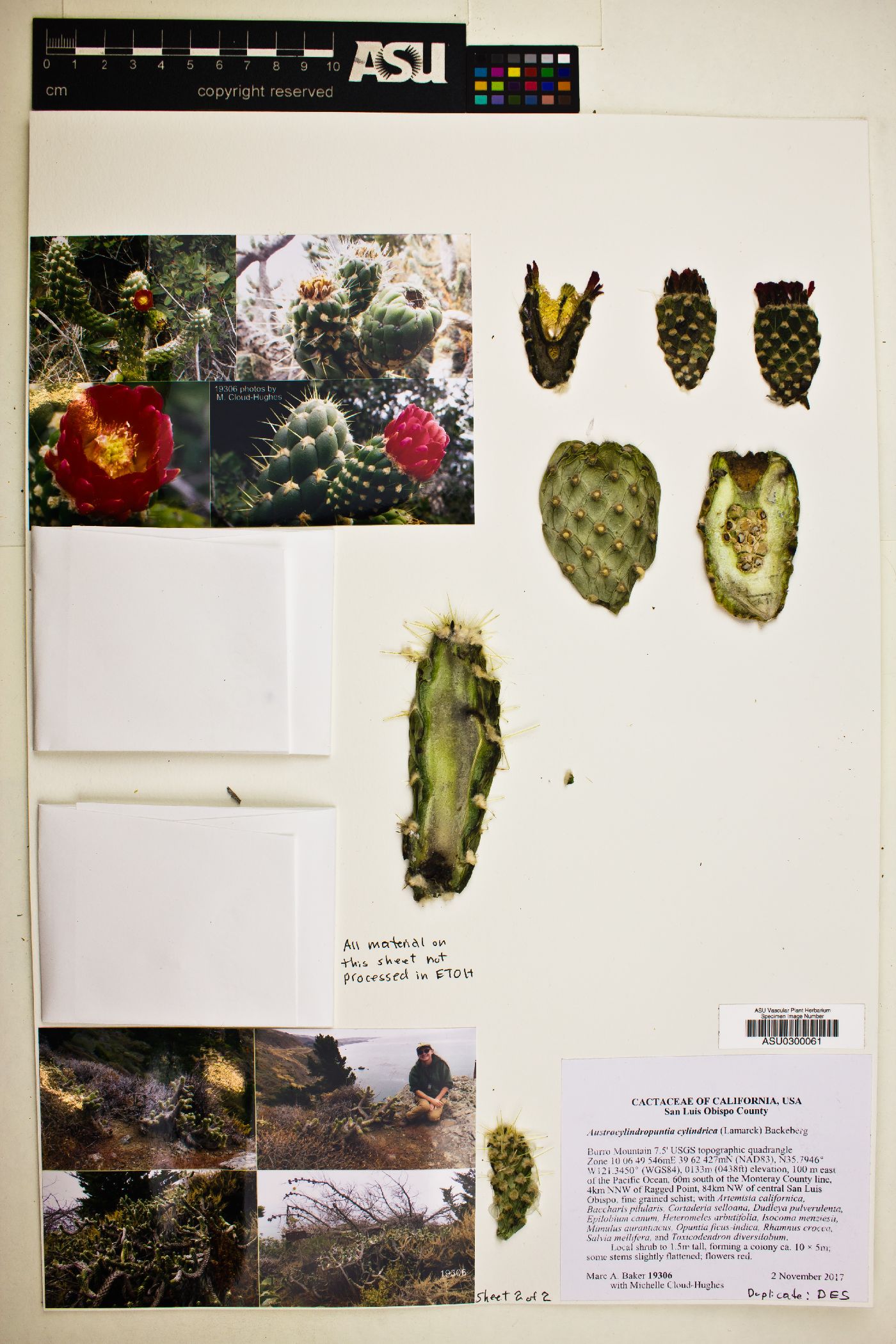 Austrocylindropuntia cylindrica image