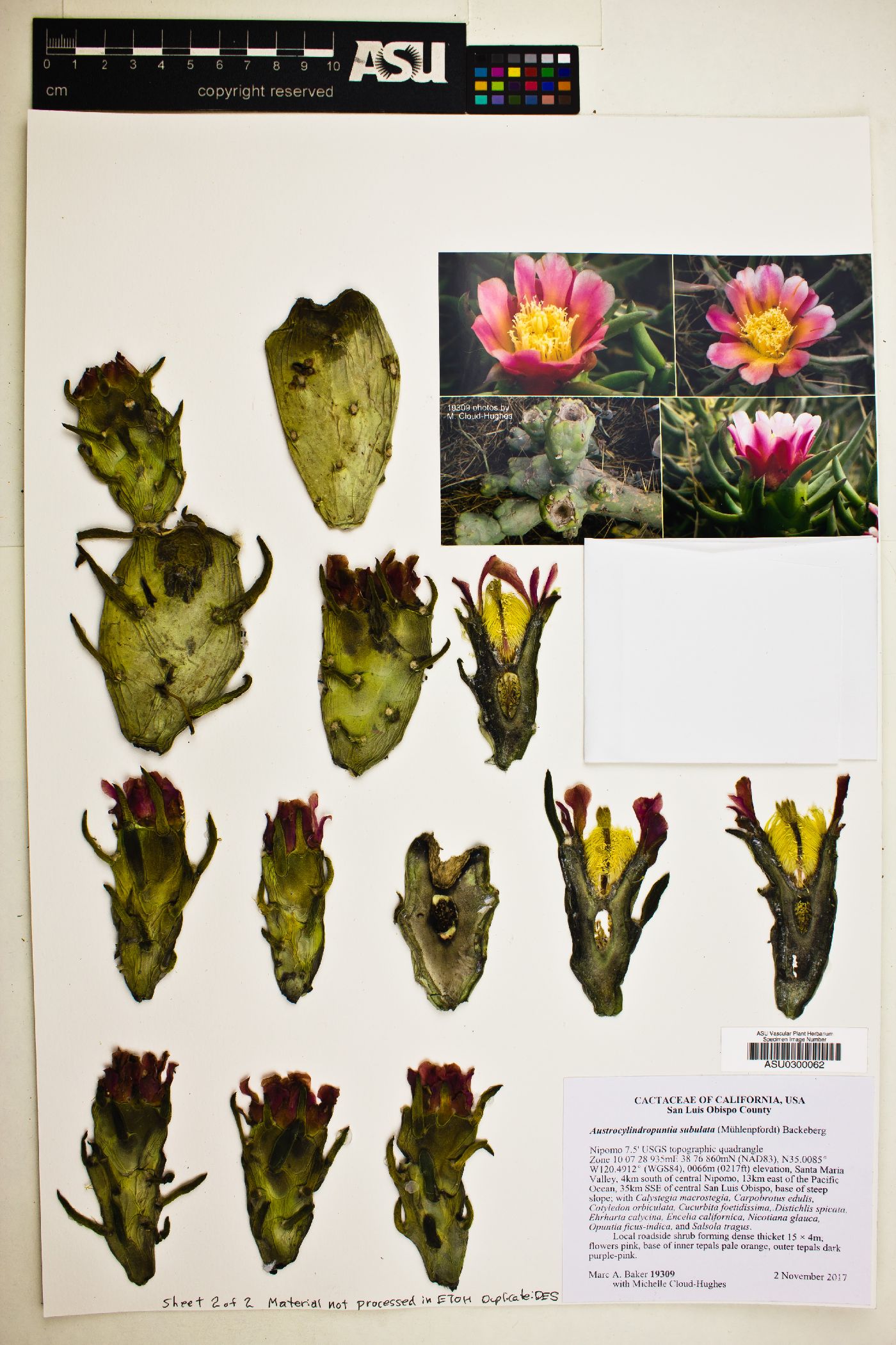 Austrocylindropuntia subulata image