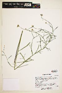 Hesperidanthus linearifolius image