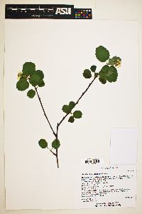 Amelanchier utahensis image