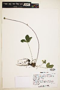 Fragaria virginiana subsp. glauca image