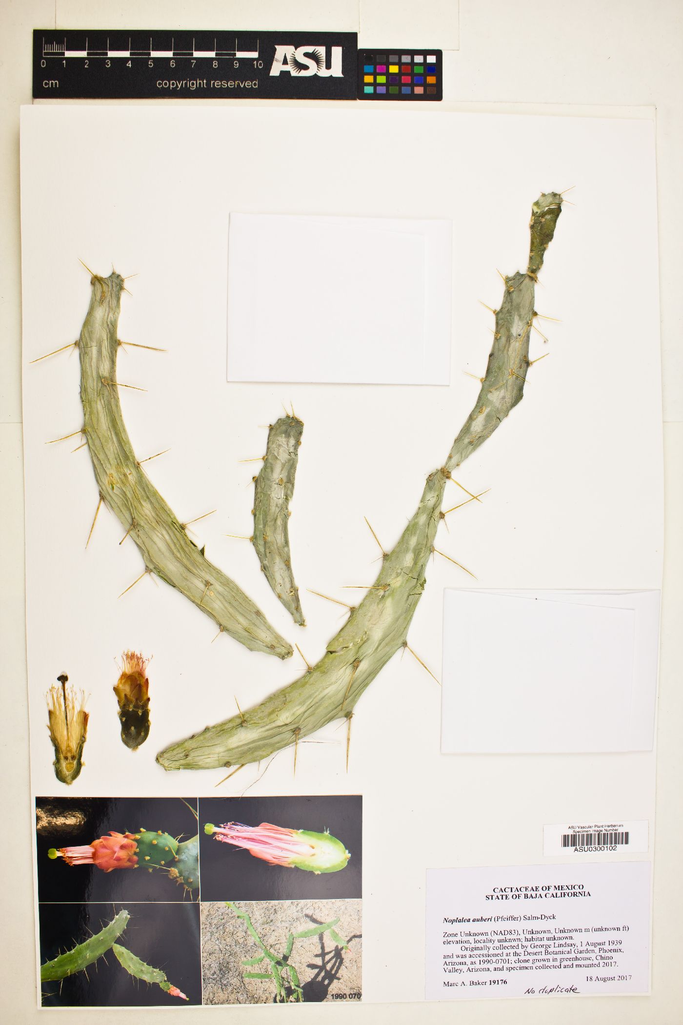 Nopalea auberi image