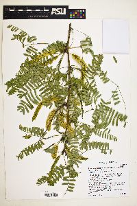 Prosopis glandulosa image